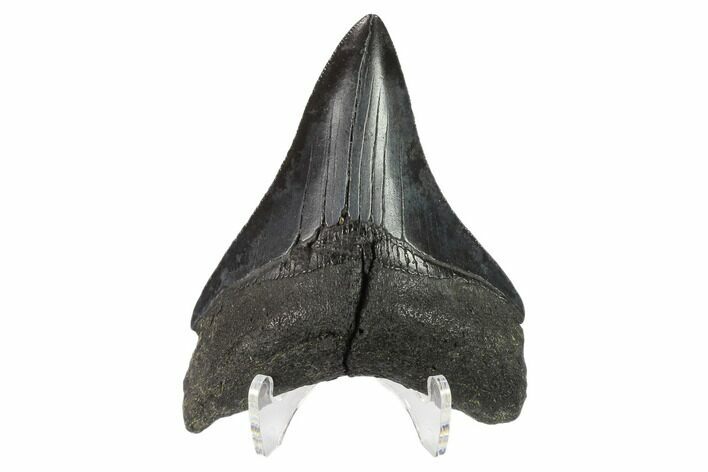 3.26" Megalodon Tooth - South Carolina